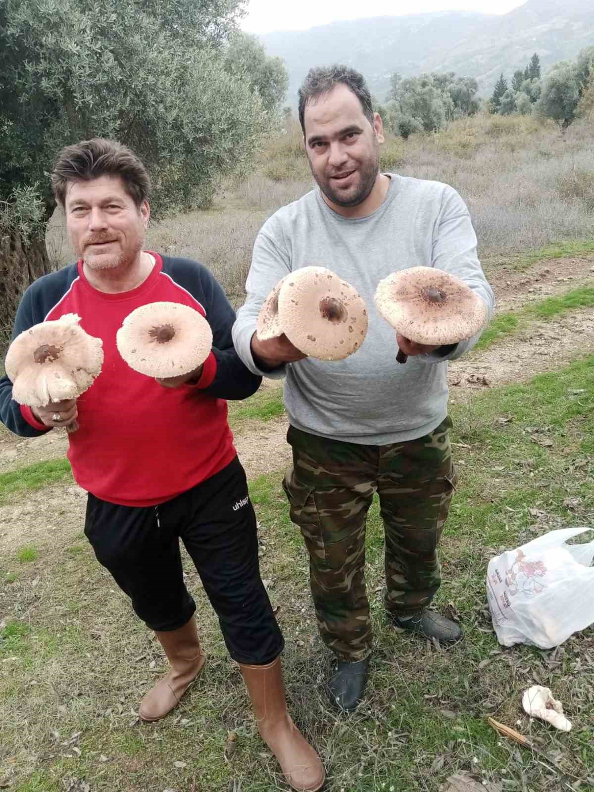 Aydın’da mantar bereketi yaşanıyor, uzmanlar zehirlenmelere karşı uyardı