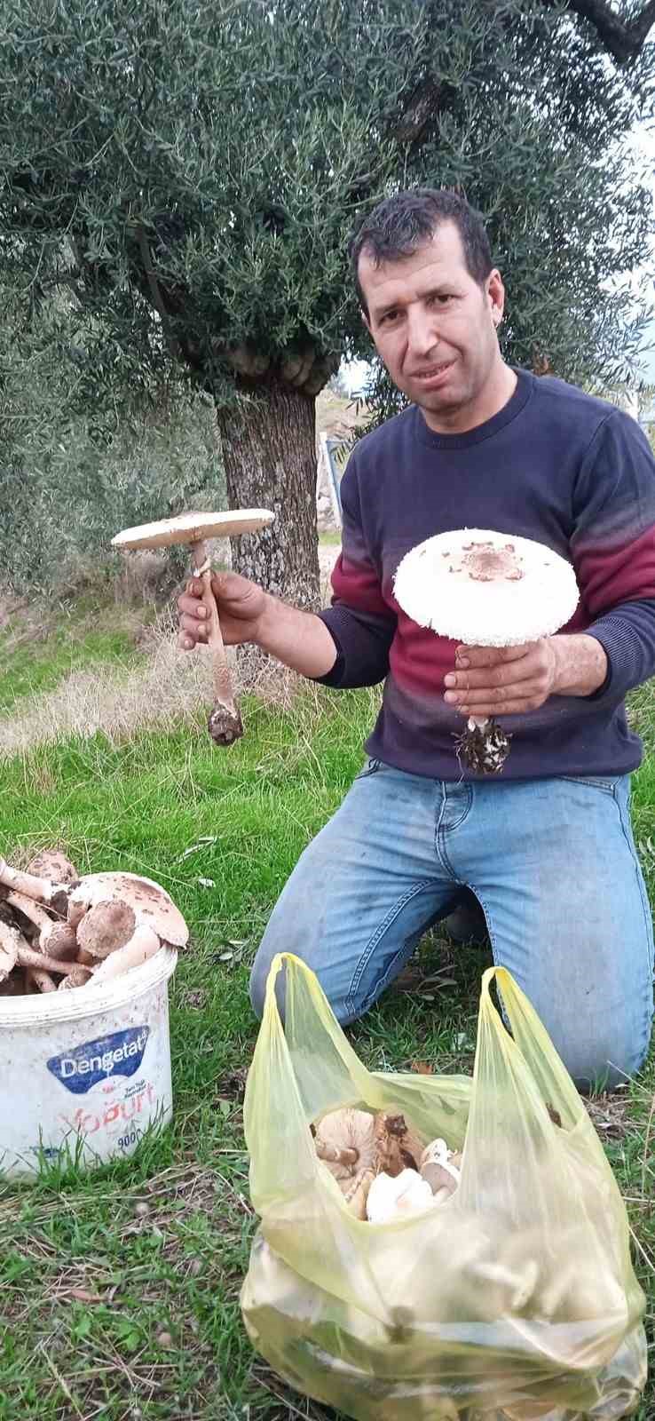 Aydın’da mantar bereketi yaşanıyor, uzmanlar zehirlenmelere karşı uyardı