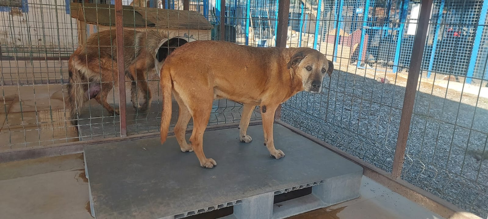 Bodrum Belediyesi, can dostları için başarılı kurtarma operasyonuna imza attı