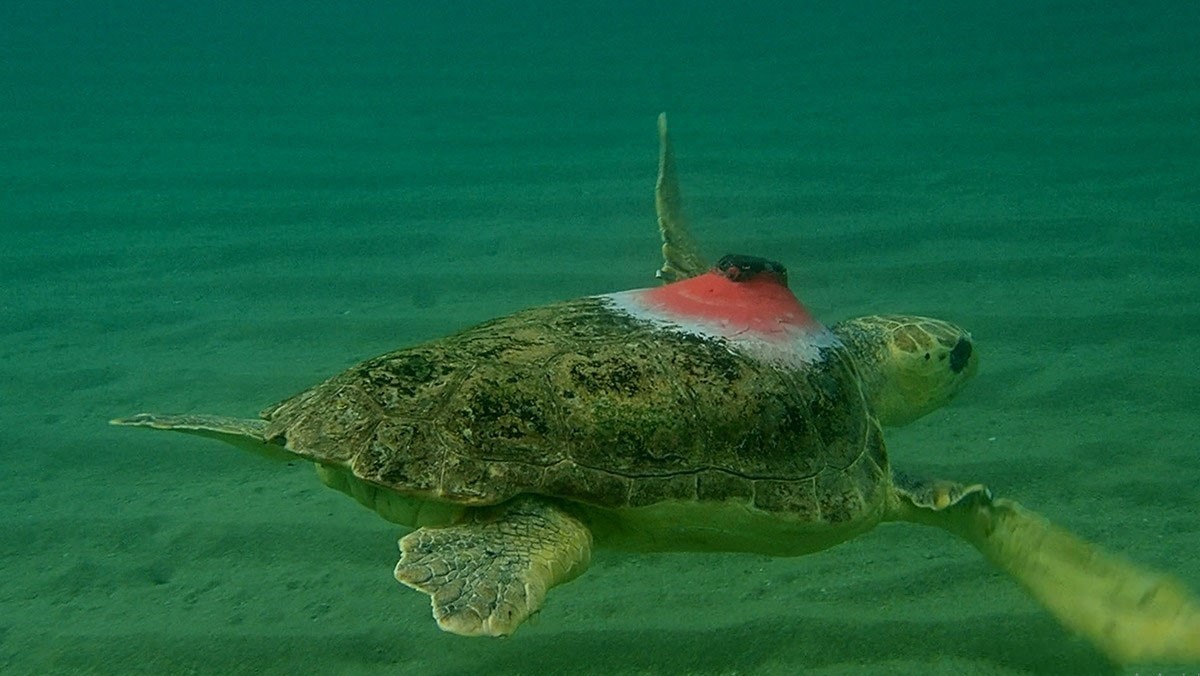 ‘Güzel İzmir’ 4 günde 18 mil yol aldı, ilk durağı Samos oldu