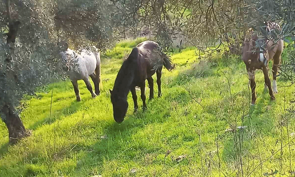 Azat edilen atlar vatandaşları çileden çıkardı