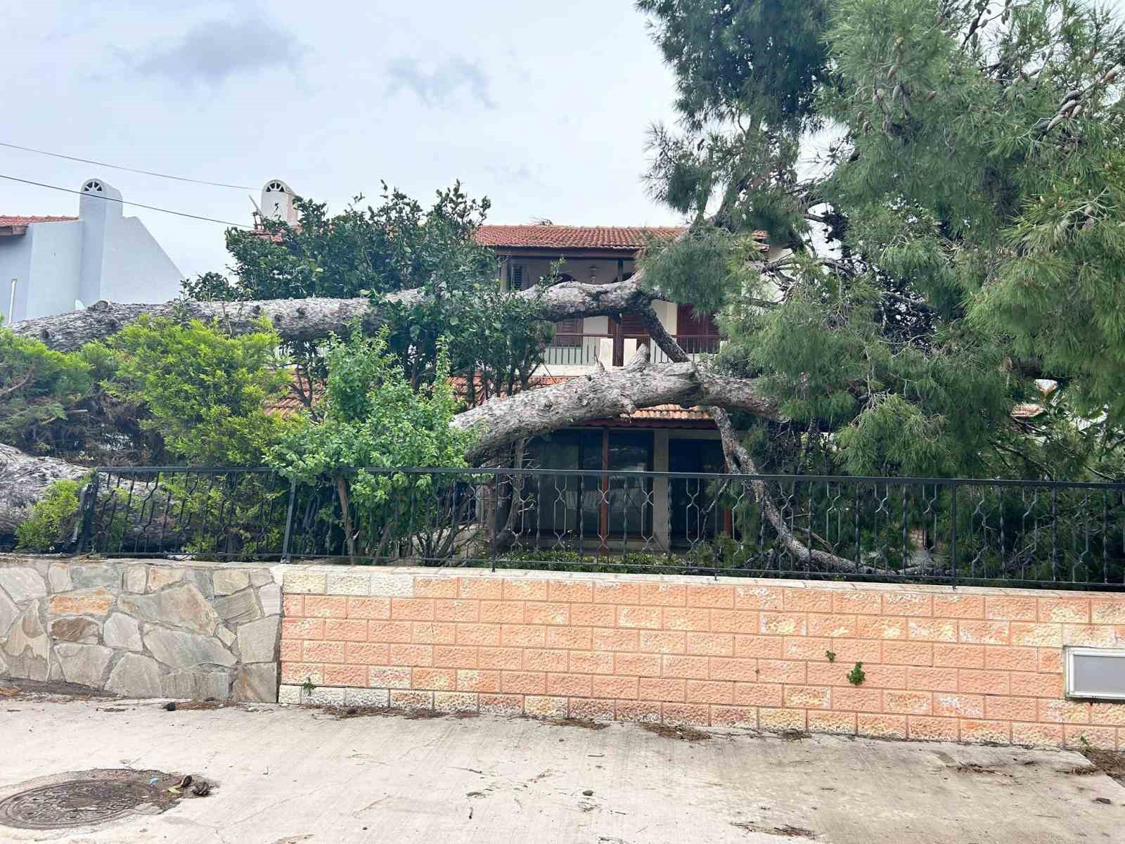 Çeşme’de dev ağaç evin bahçesine devrildi