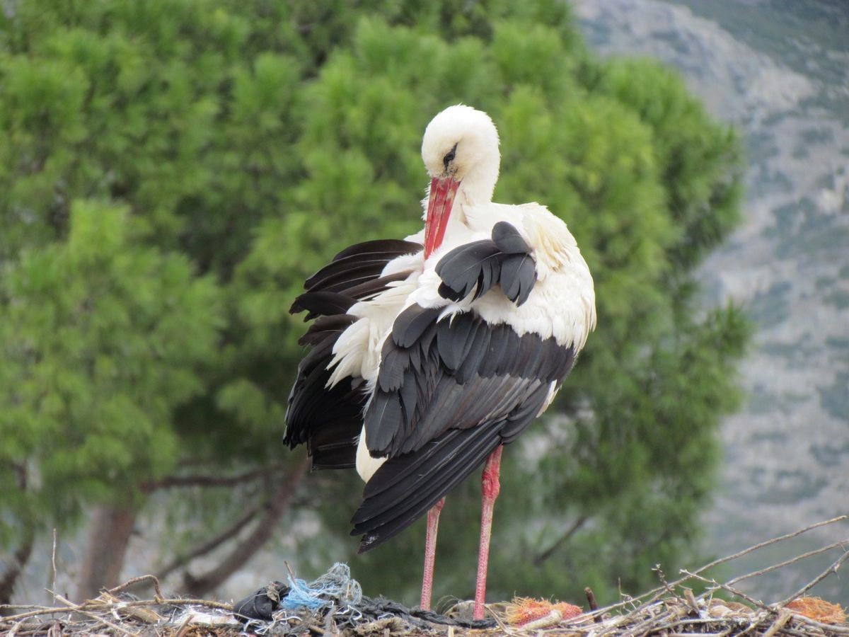 Aydın’a yılın ilk leyleği geldi