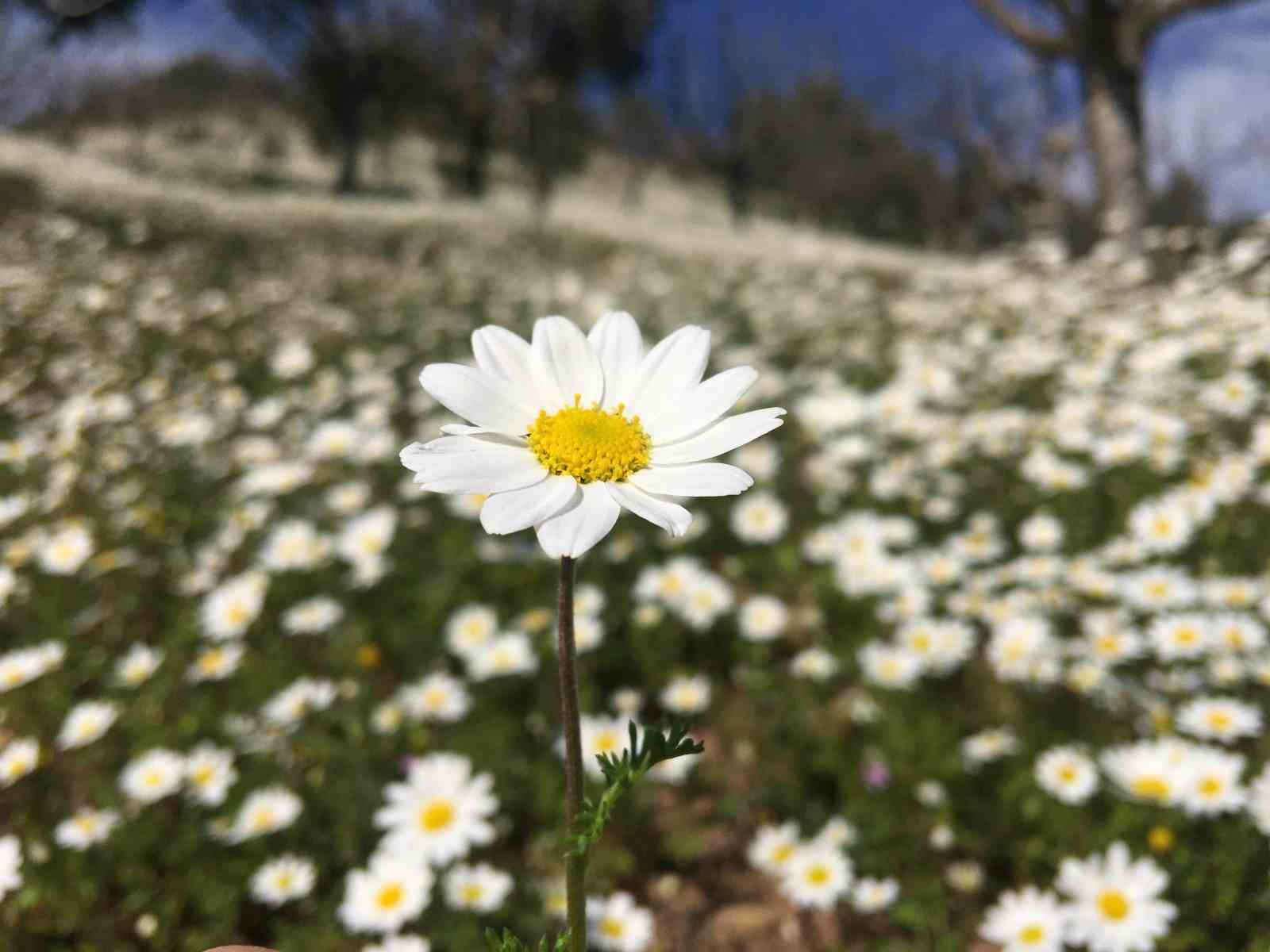 Açan papatyalar harika görüntüler oluşturdu