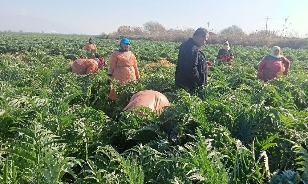 Aydın’ın sembol ürününe gelişim kontrolü yapıldı