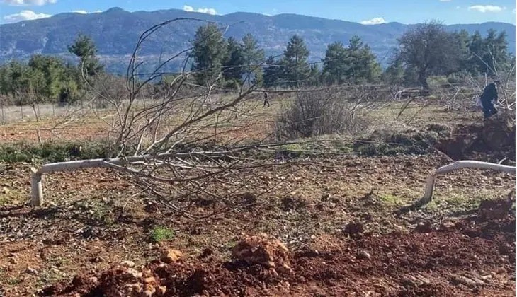 10 yıllık 450 ceviz ağacı bir gecede katledildi
