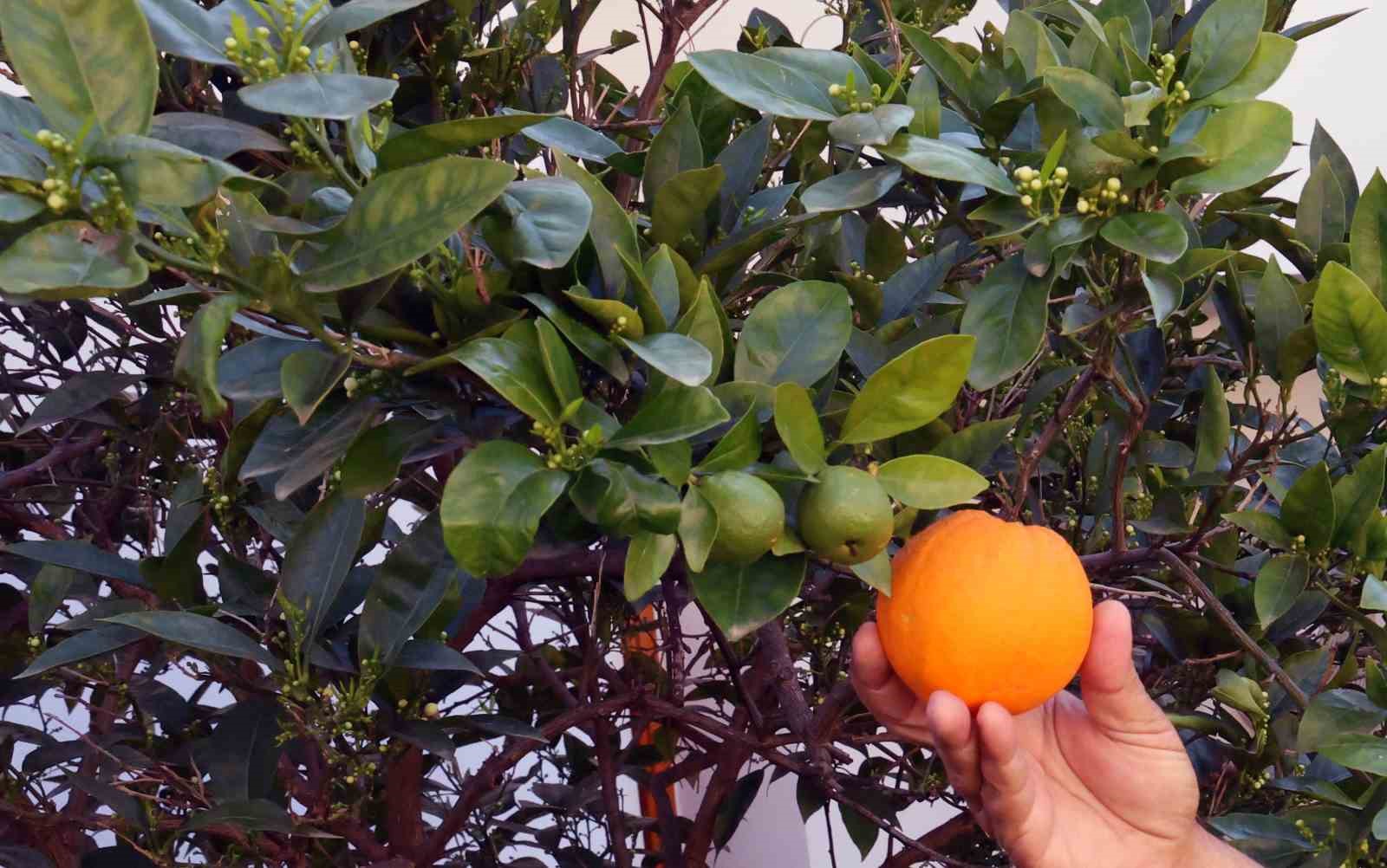 İklim değişikliği etkisini gösteriyor, vatandaş hayrete düşüyor