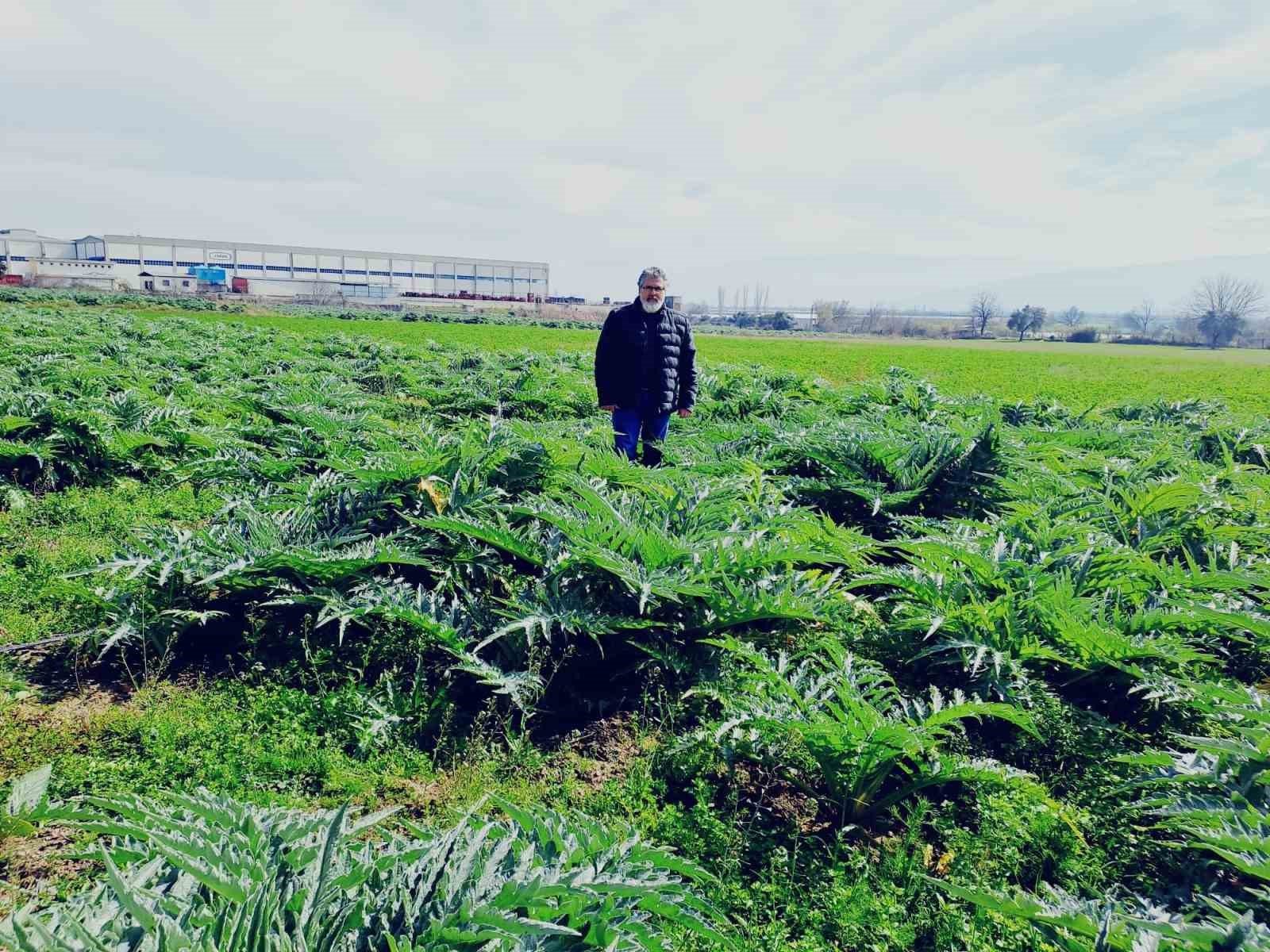 Enginarın sırrı için araştırma tarlası oluşturdu