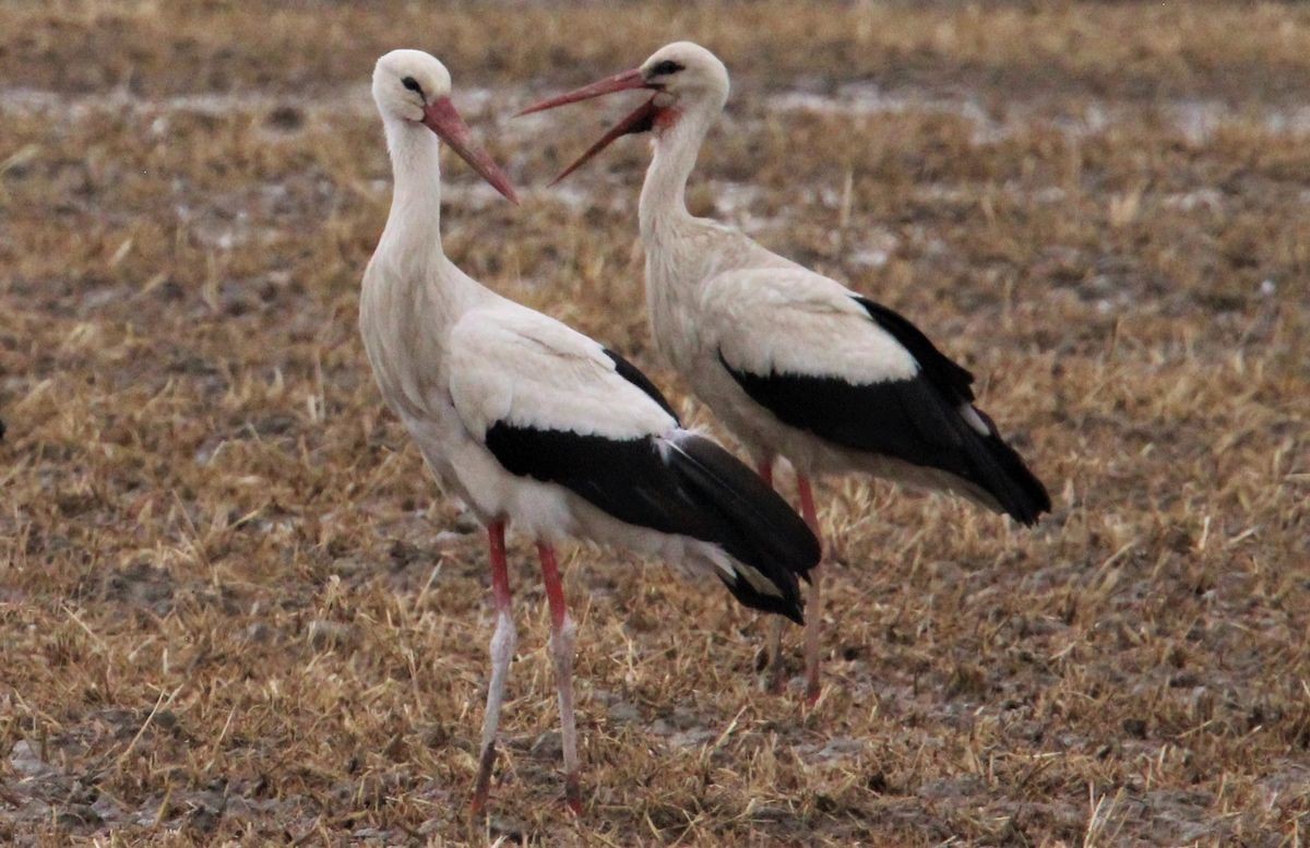 Aydın'da leyleği gören unu kaptı