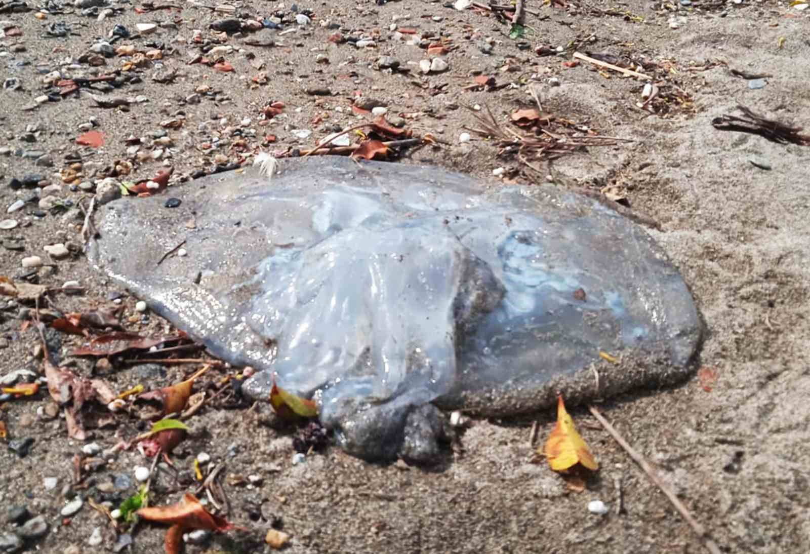 Denizlerde gizli tehlike