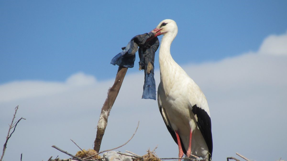 Leylek “Efe” yıllardır doğduğu topraklara dönüyor