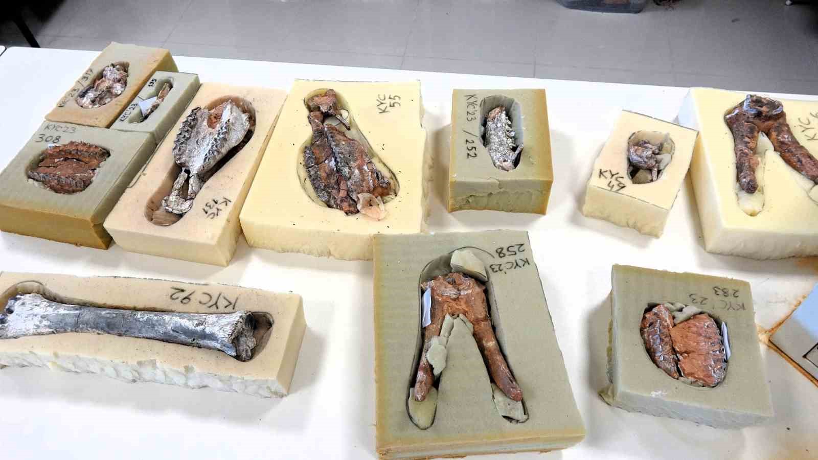 Türkiye tek örnek olan fil dişi fosili bulundu