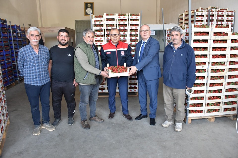 Aydın’da taze çilekler yurtdışına ihraç ediliyor