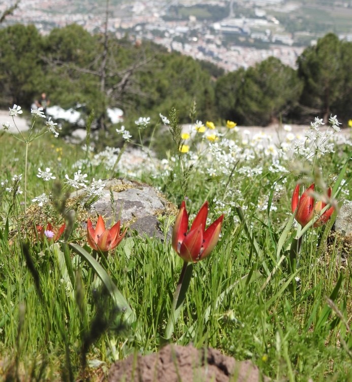 Yılda bir kez açan çiçeği koparmanın cezası 387 bin 142 TL!