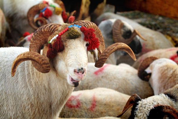 Aydın’da kurbanlık fiyatları ne kadar?