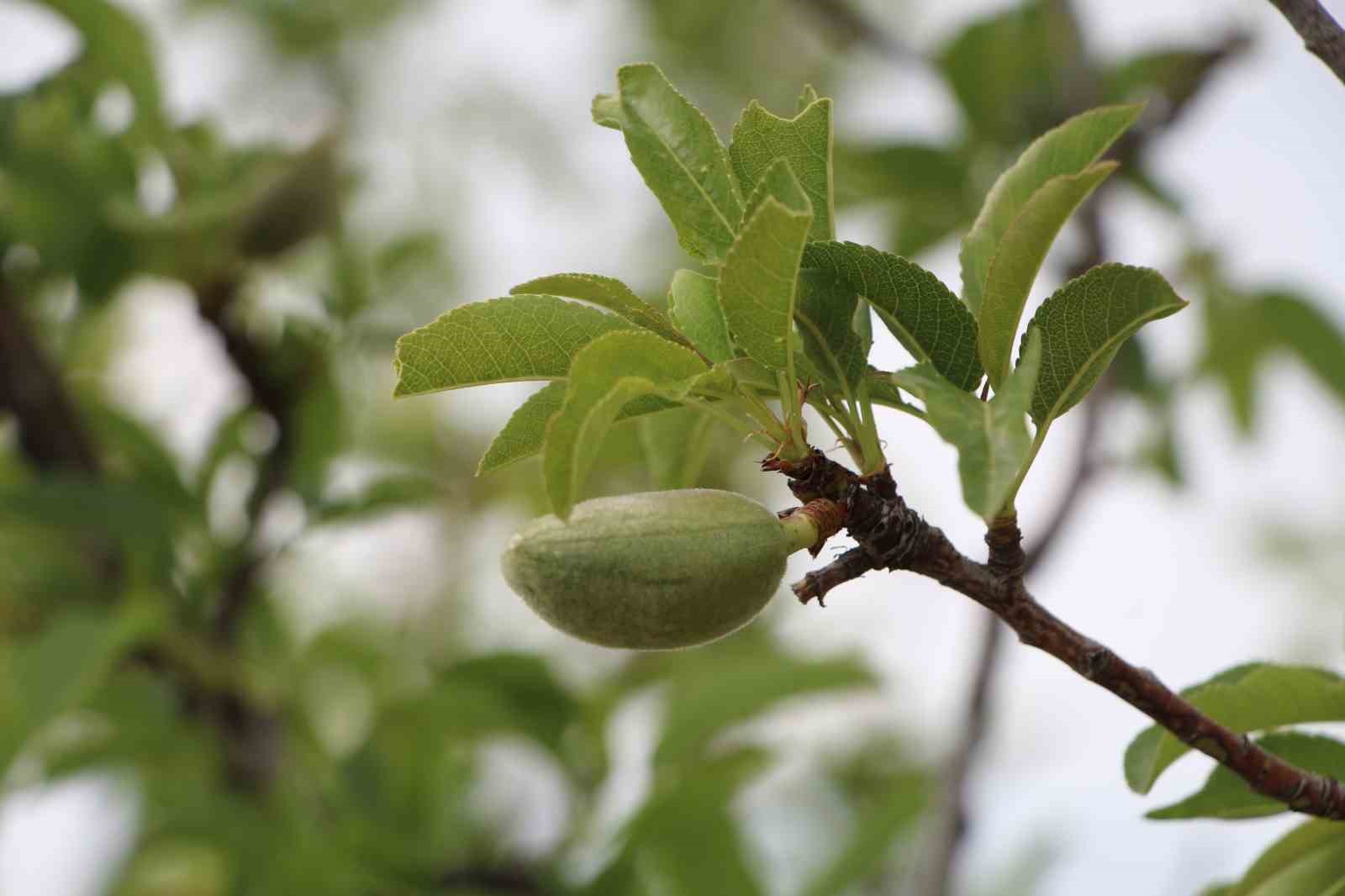 Mayıs ayında zirai don uyarısı yapıldı