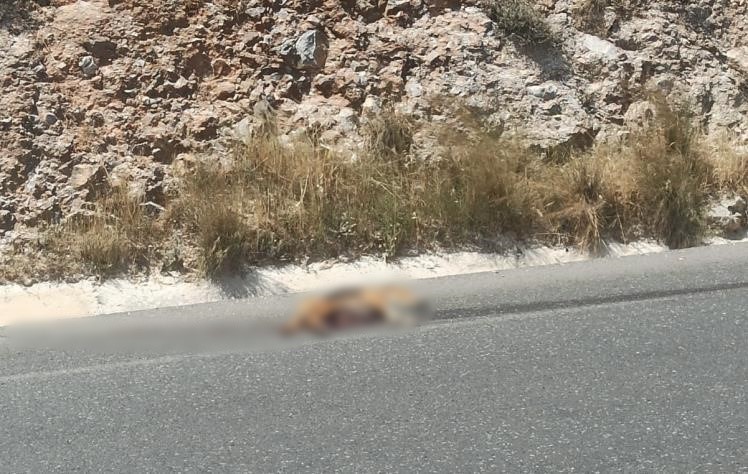 Milas’ta otomobilin çarptığı köpek telef oldu