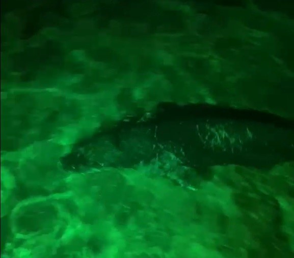 Avlanmaya çıkan Akdeniz Foku gece kulübüne geldi