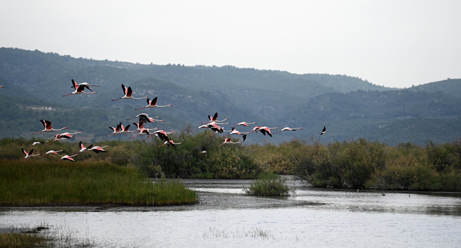 Nadir kuş türlerinden olan ‘flamingolardan’ görsel şölen