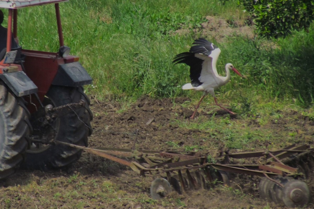 Aydın’da 41 yıl sonra gelen leylek yavrusu sevinci
