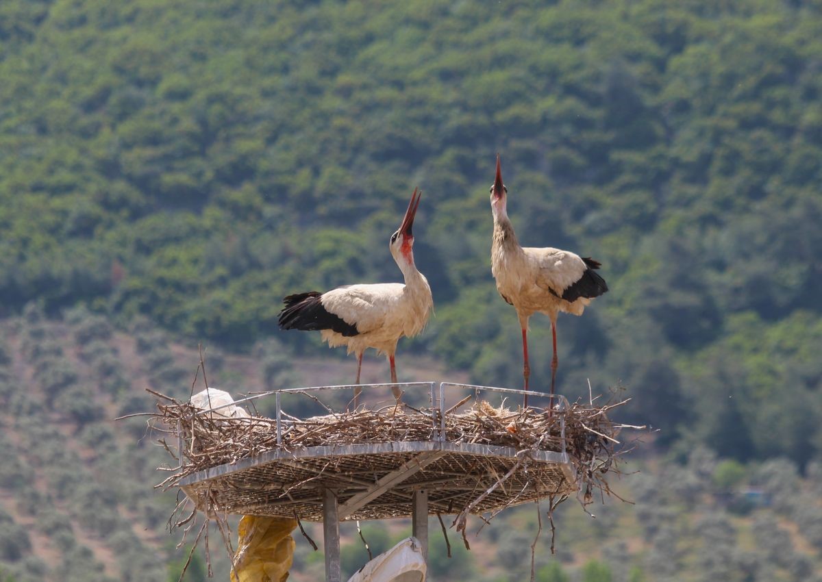 Aydın’da 41 yıl sonra gelen leylek yavrusu sevinci