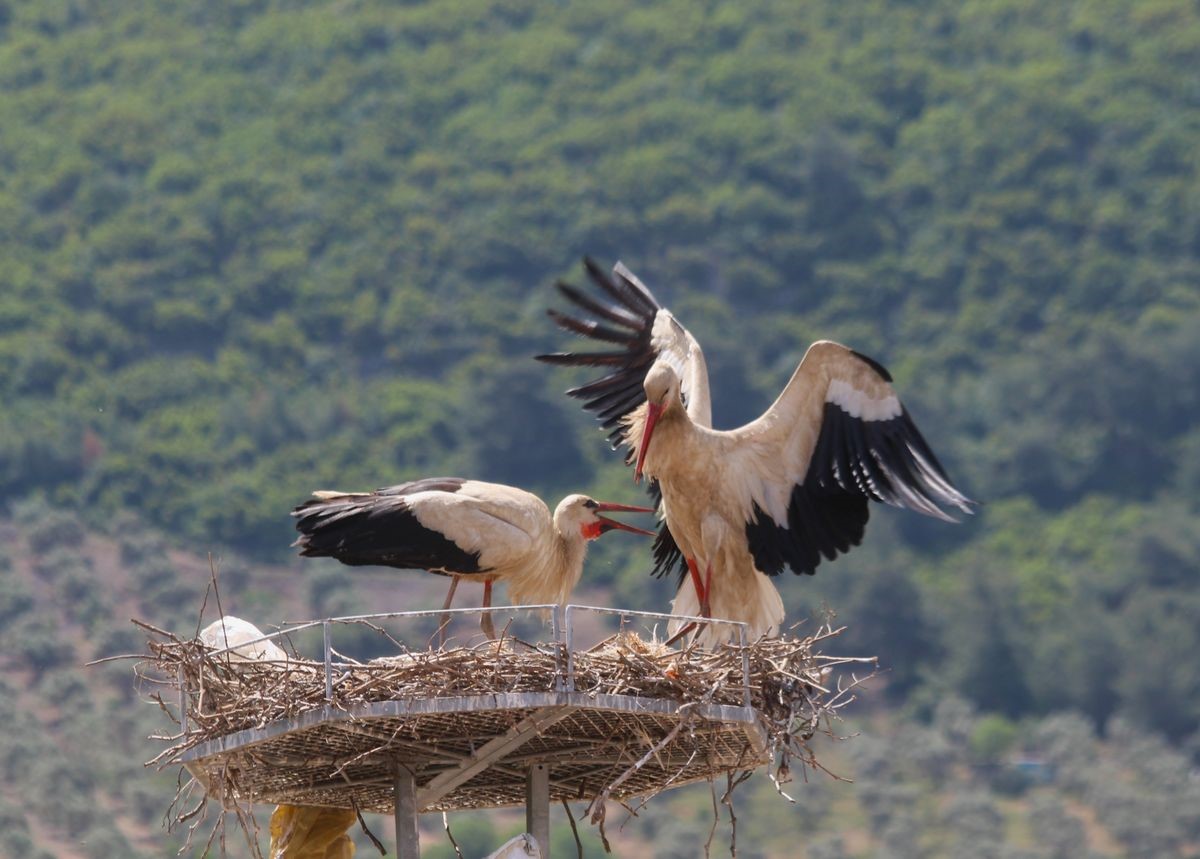 Aydın’da 41 yıl sonra gelen leylek yavrusu sevinci