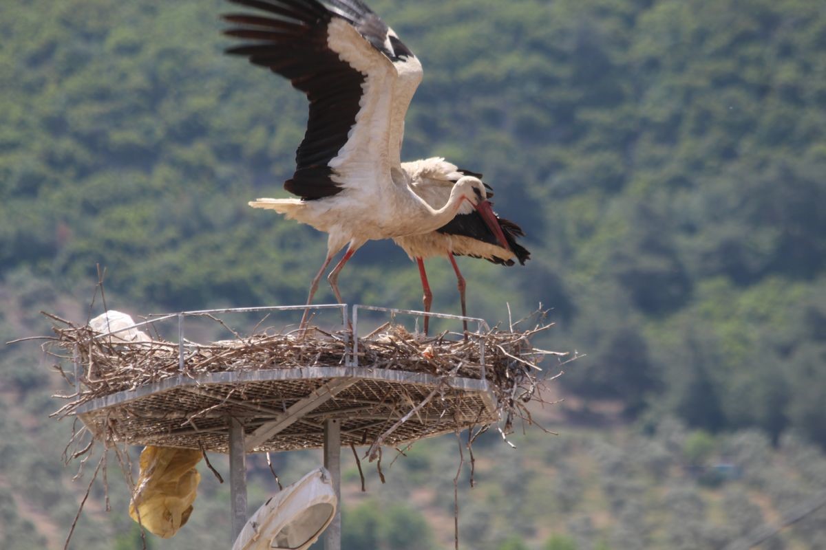 Aydın’da 41 yıl sonra gelen leylek yavrusu sevinci
