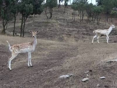 Soylarının korunması için Milli Park’a bırakılan alageyik sayısı 74 oldu!