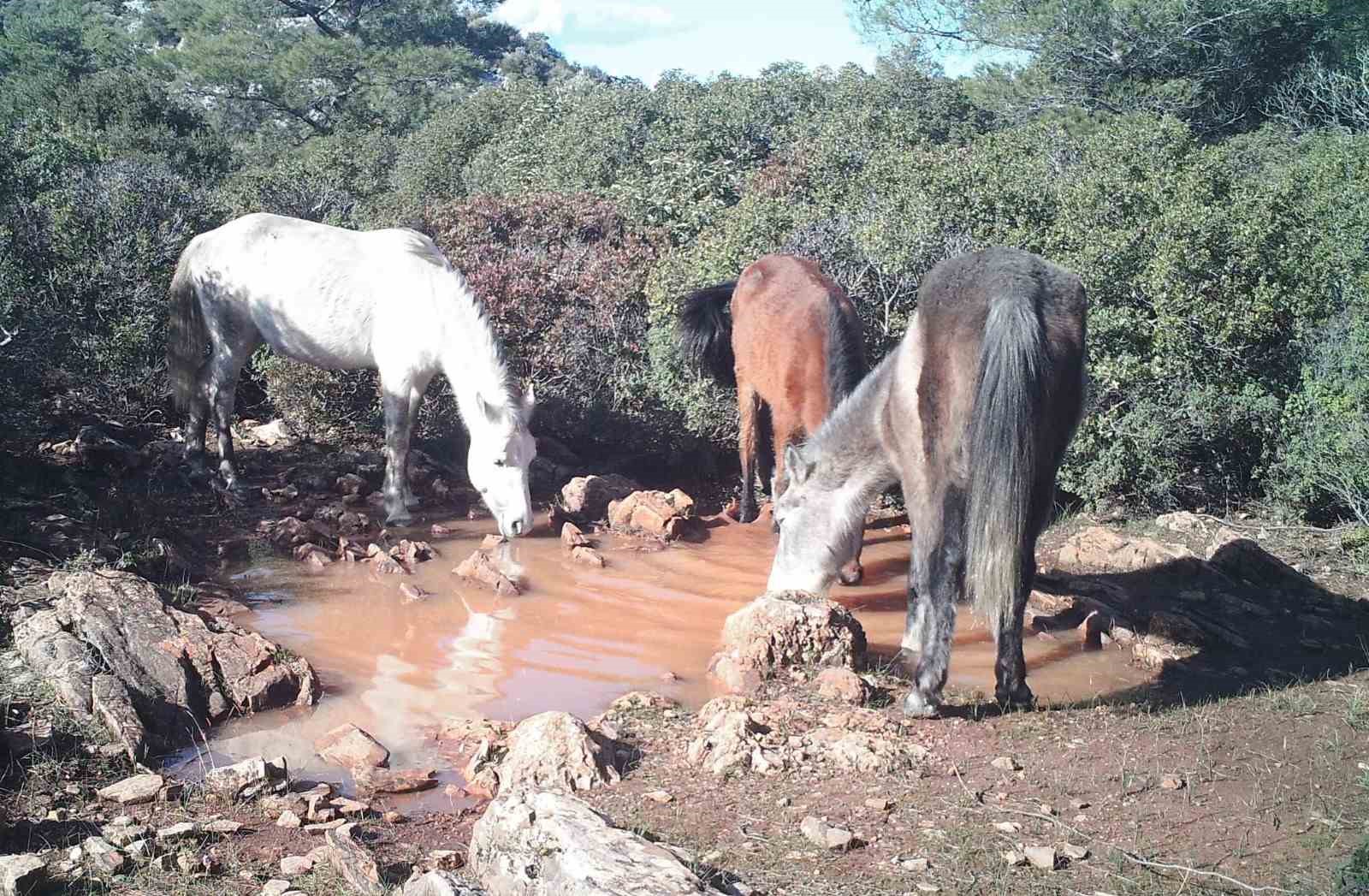 Milli Park’a mübadele zamanında salınan atlar renkli görüntüler oluşturuyor