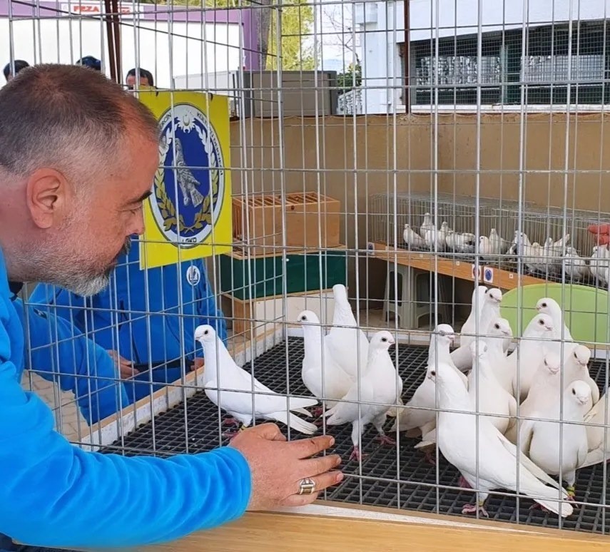 Denizli'de en güzel güvercinler birincilik için yarıştı