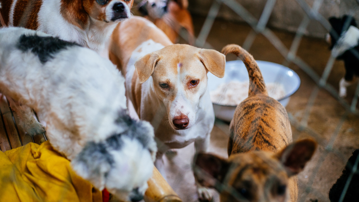 Sokak hayvanları le ilgili yasa tasarısının maddeleri belli oldu