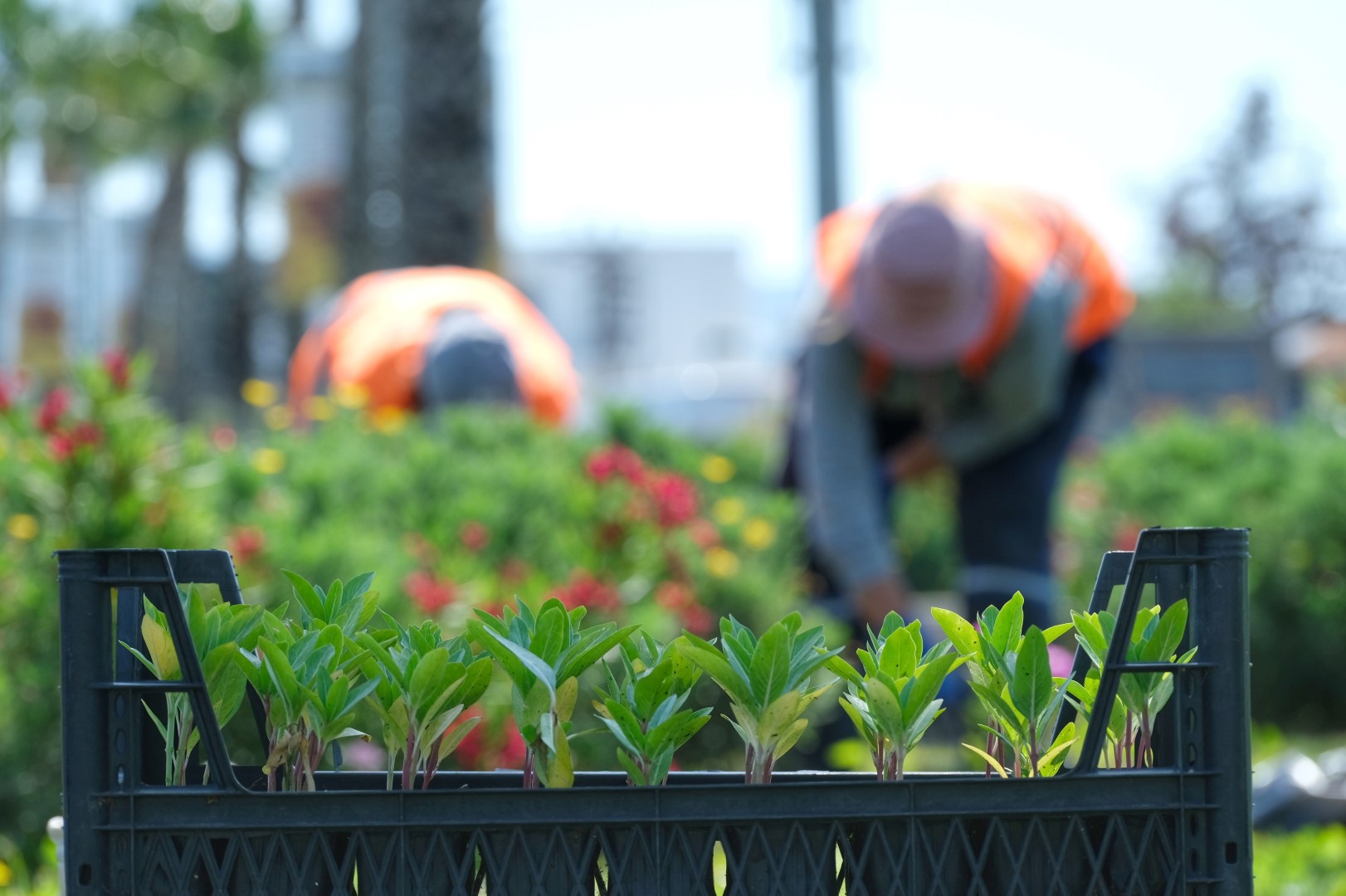 Kavşak ve refüjlere yaz dokunuşları