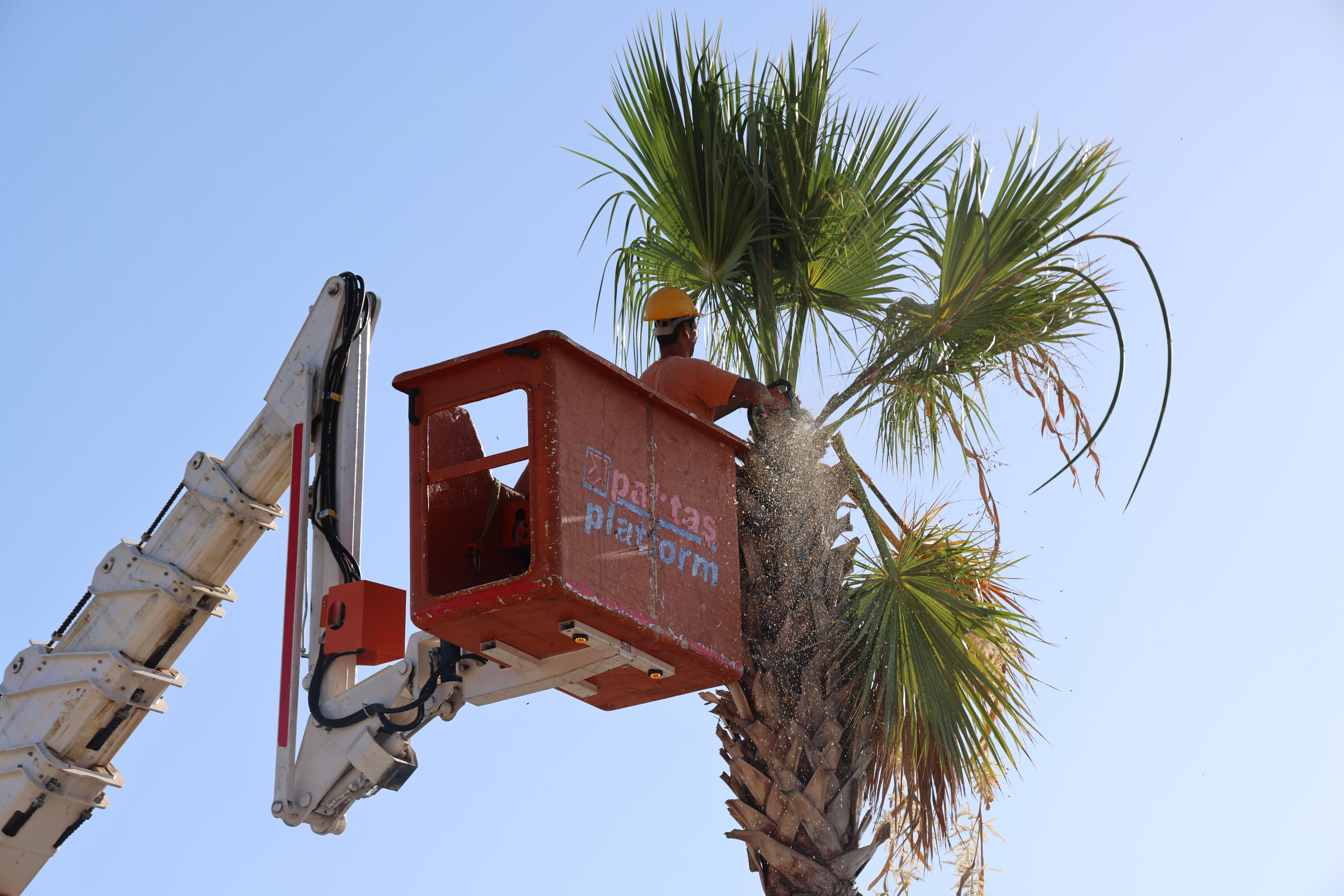 Palmiyelerin bakımının tam zamanı!