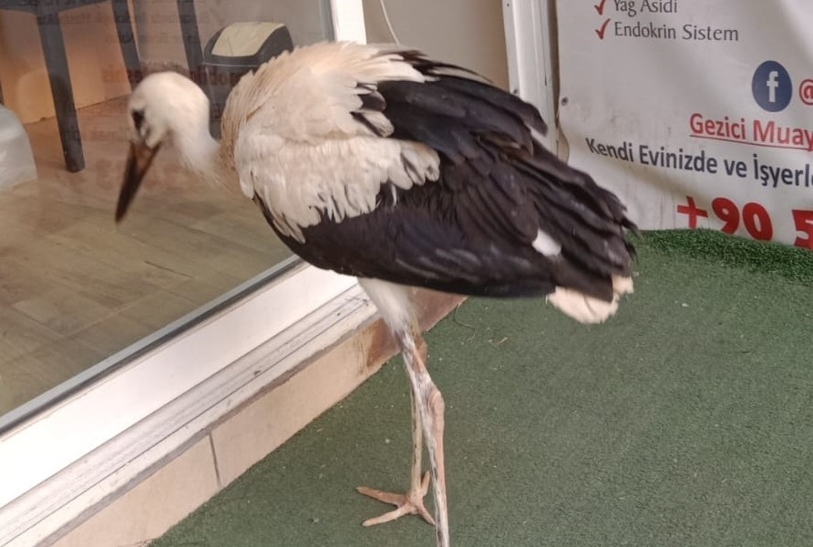 Yuvadan düşen leylek yavrusu doğaya salındı