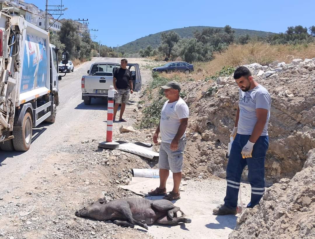 Kuşadası'nda Domuz Kazaları Artıyor, Uyarı Levhaları Yok!