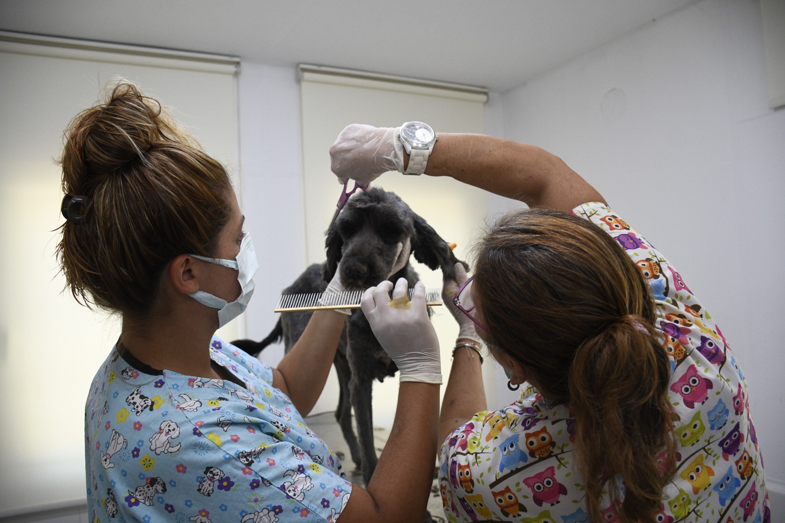 Kuşadası'nda Sokak hayvanlarının pet kuaförü bile var!