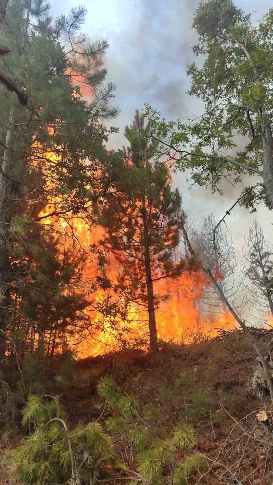 Aydın Kuyucak’taki orman yangını kontrol altına alındı