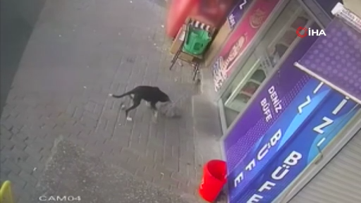 Beslediği köpek hırsız çıktı