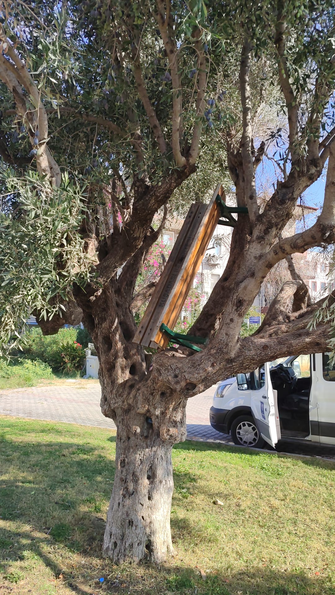Kuşadası'nda Çocuk Parkına Saldırı: Bank Zeytin Ağacında!