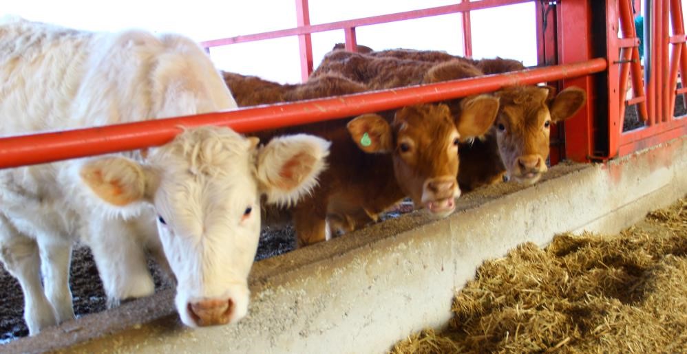 ADSYB; İneklerin küresel iklim krizinin olumsuz etkilerini azaltmak için proje hazırladı