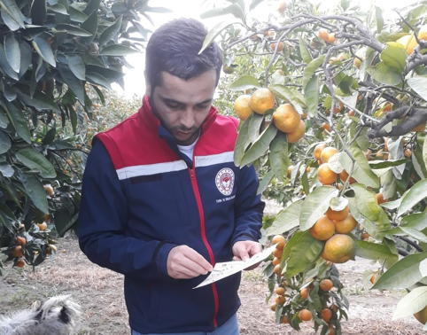 Söke'de narenciye bahçeleri kontrol edildi
