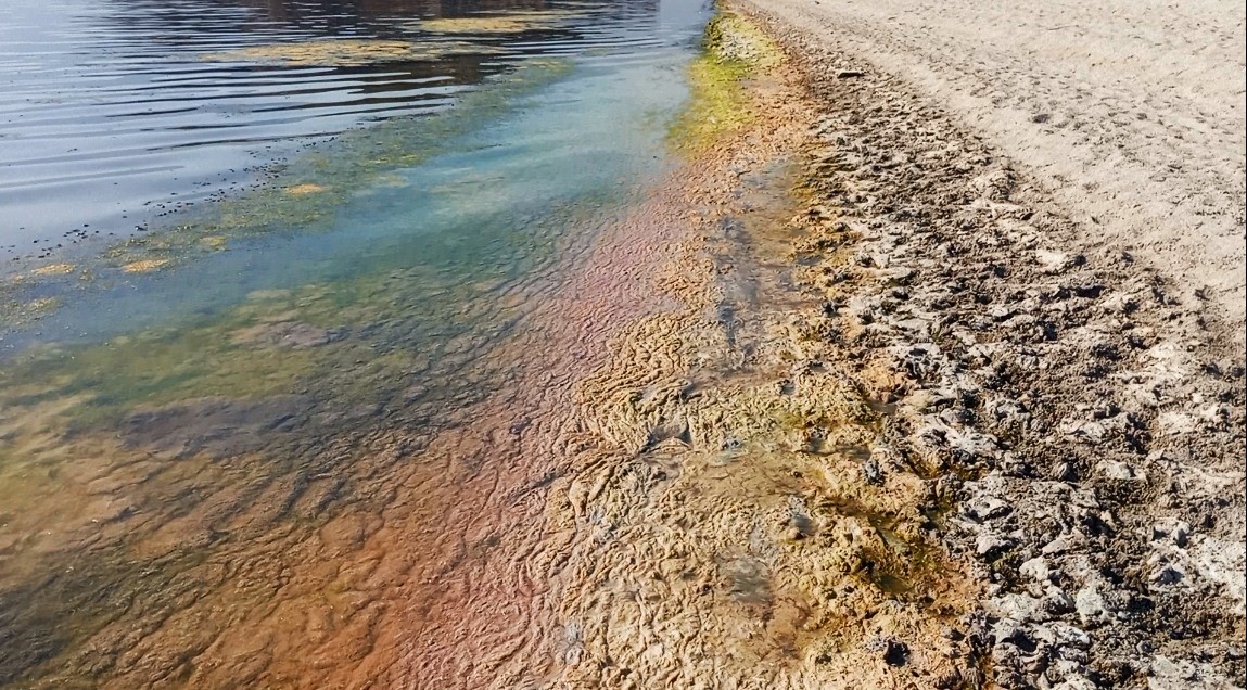 Bafa Gölü alarm veriyor