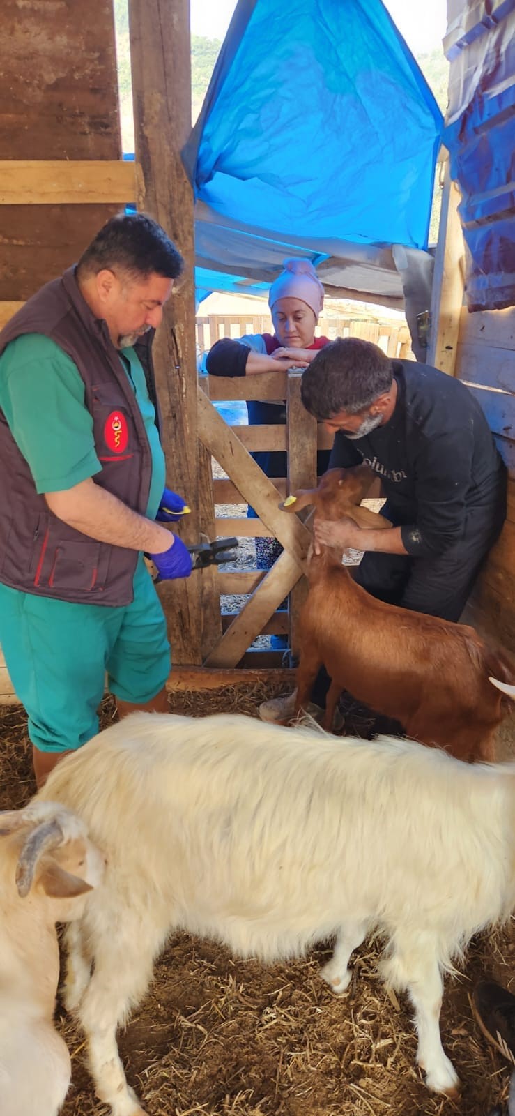 Söke’de küçükbaş hayvanlara veba aşısı yapıldı