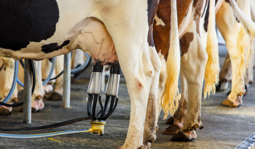 Süt sağarken elektrik akımına kapılan kadın hayatını kaybetti