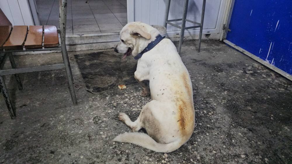 Veteriner kliniği alevlere teslim oldu