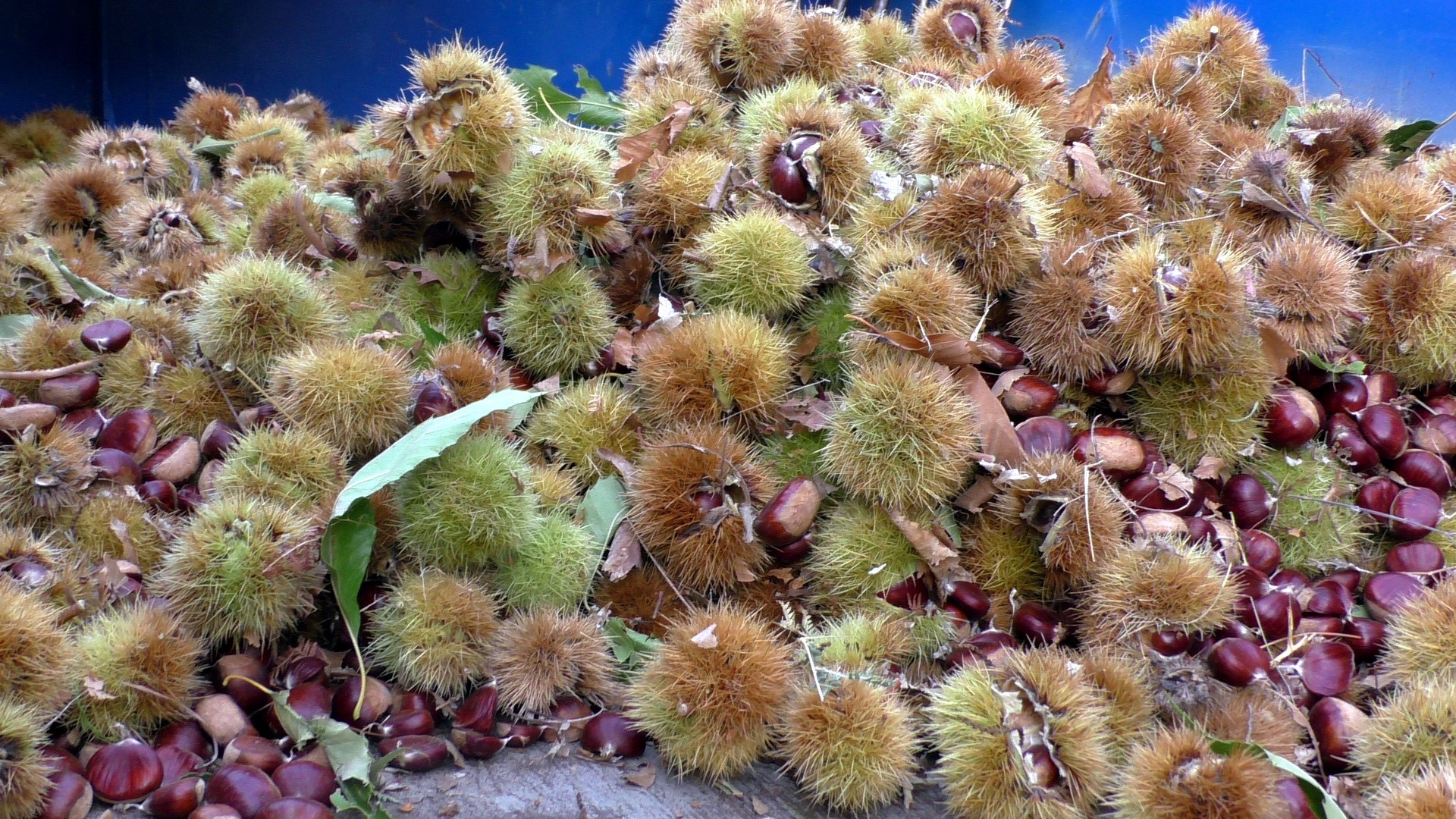 Nazilli'nin Kestane Şekeri, Uzakdoğu sofralarını süslüyor