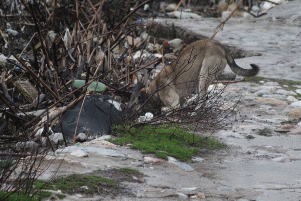 Taşköprü'deki çöp sorunu, tarihi yapıyı tehdit ediyor