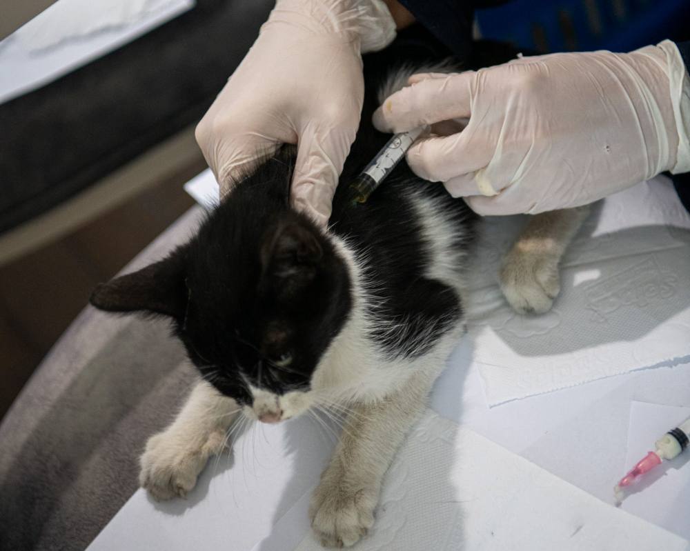 Kuşadası Belediyesi’nin Haybulans araçları 2024’te can dostlara umut oldu