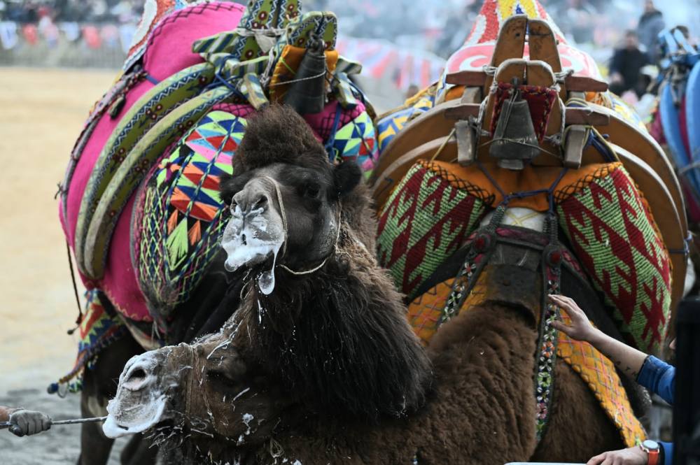 Kuşadası’nda 6 yıl aradan sonra deve güreşi heyecanı yaşandı