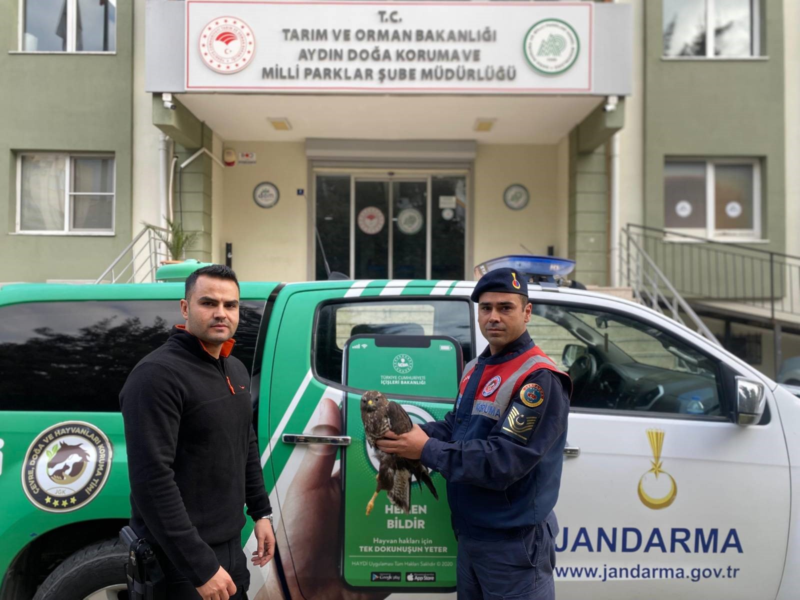 Yaralı halde bulunan Kızıl Şahin koruma altına alındı